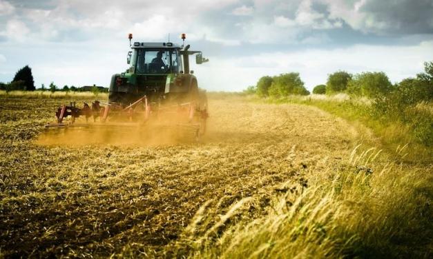 Siccità in Sicilia, cala drasticamente la produzione di grano duro e foraggio