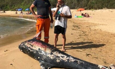 TERRIBILE RITROVAMENTO: DELFINO MORTO IN SPIAGGIA