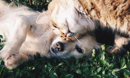 GIORNATA MONDIALE DEGLI ANIMALI: RISPETTO E NON ABBANDONO