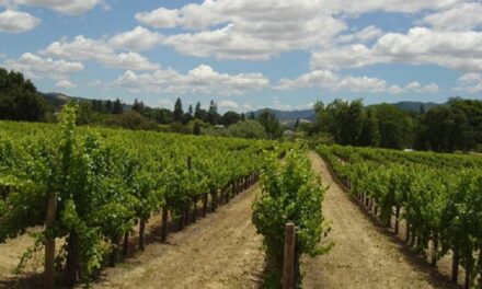 Cantina Bio dell’anno: per la Guida Top 100 Migliori vini italiani è in Sicilia