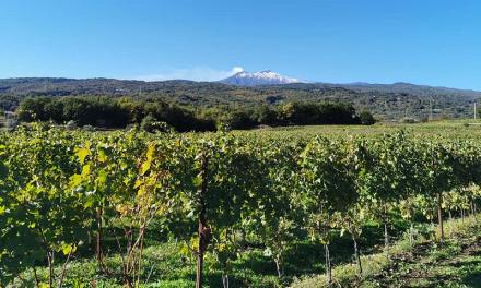 Dal Veneto per produrre vini siciliani: Tommasi compra ettari nei territori dell’Etna