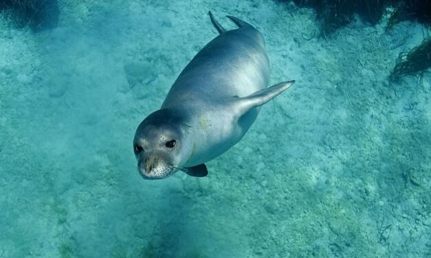 Evento straordinario nel mare delle isole Eolie: avvistata foca monaca a Stromboli