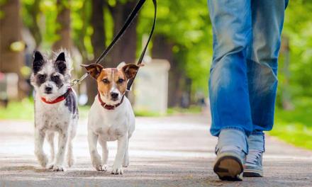 Bottiglietta con acqua per pulire pipì dei cani: approvato articolo Ddl