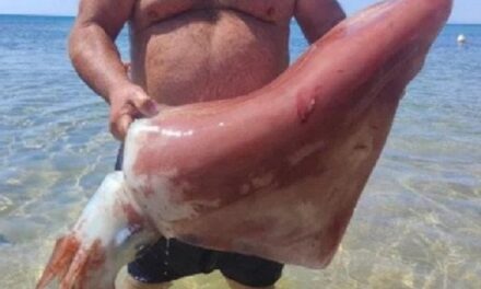 Triscina, calamaro gigante di 20 chili pescato a mani nude