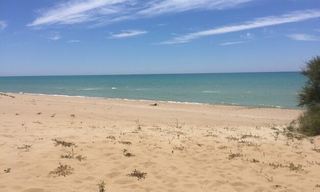 Paura in spiaggia a Gela, mamma e figlio aggrediti da un branco di cani randagi: portati in ospedale