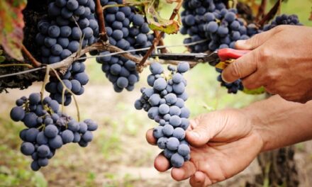 Vendemmia in Sicilia: calo quantità d’uva, ma qualità del vino eccellente