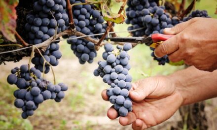 Caldo e siccità: anticipata anche in Sicilia la vendemmia 2022