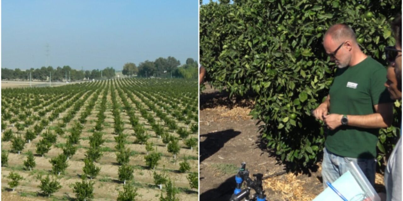Progetto IRRIAP su innovazioni nel comparto agrumicolo e risparmio idrico