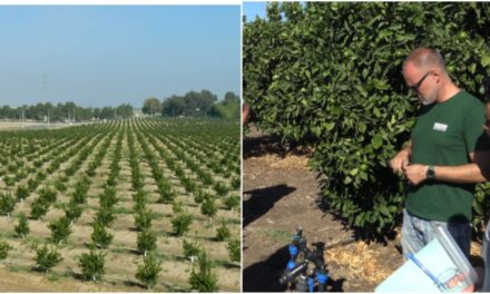 Progetto IRRIAP su innovazioni nel comparto agrumicolo e risparmio idrico
