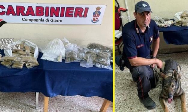 Giarre, 22enne beccato dall’infallibile fiuto dei cani: in casa aveva droga e soldi