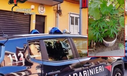 Tra zucchine e melanzane coltivava anche marijuana: denunciato 49enne