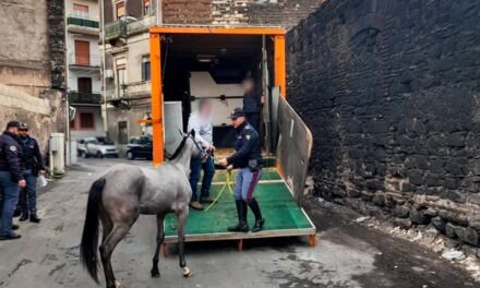 Catania, controllate tre stalle: sequestrati 4 cavalli e farmaci dopanti