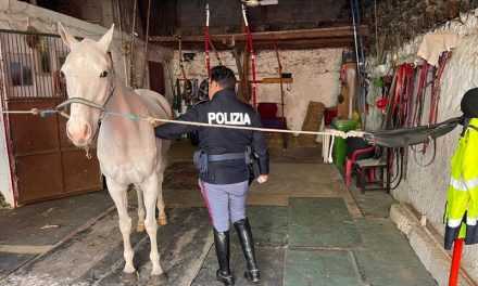 Catania, corse e macellazione abusive: controllate 11 stalle, denunce e sanzioni