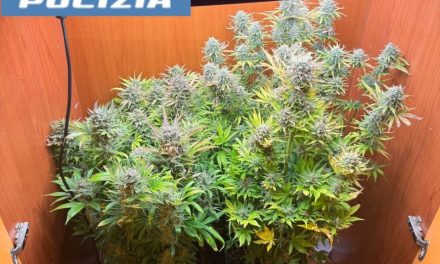 Catania, droga nascosta in tutta la casa e una serra in salotto: arrestato 37enne