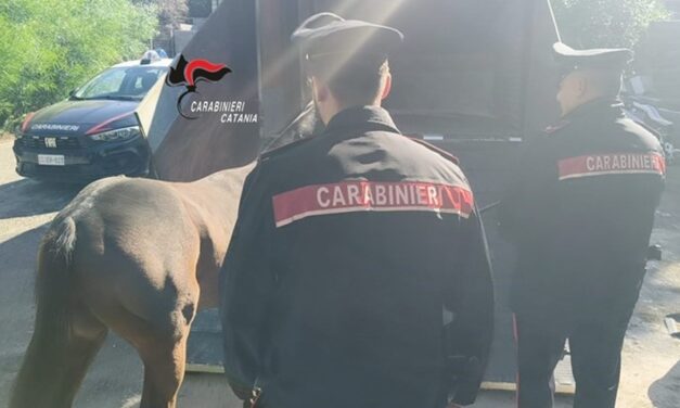 Catania, scoperta stalla abusiva con un cavallo in pessime condizioni: 4 denunce