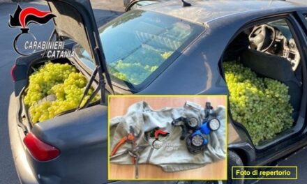 In trasferta per rubare uva: denunciati 2 catanesi